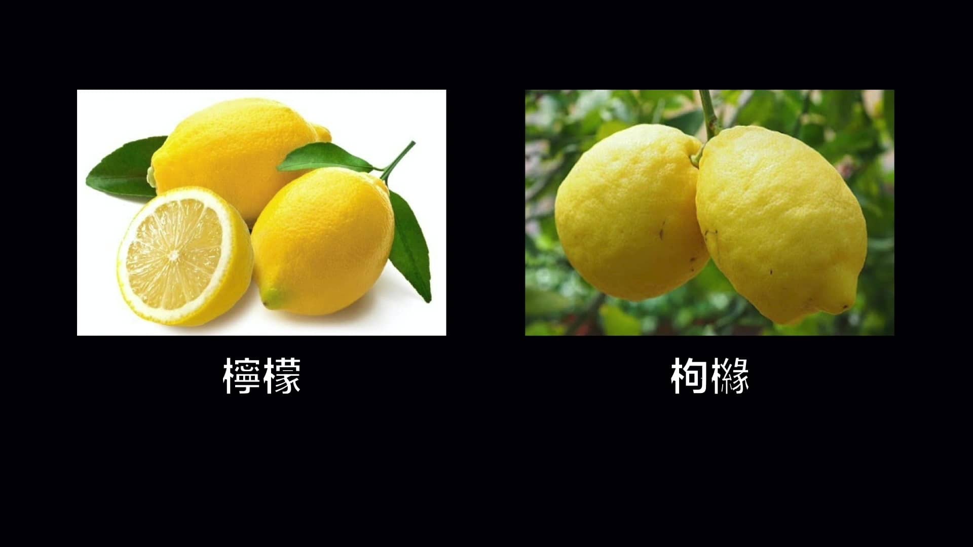為什麼全世界的檸檬都讀Lemon？這背後有一個刻在8號染色體上的上古故事……|自說自話的總裁
