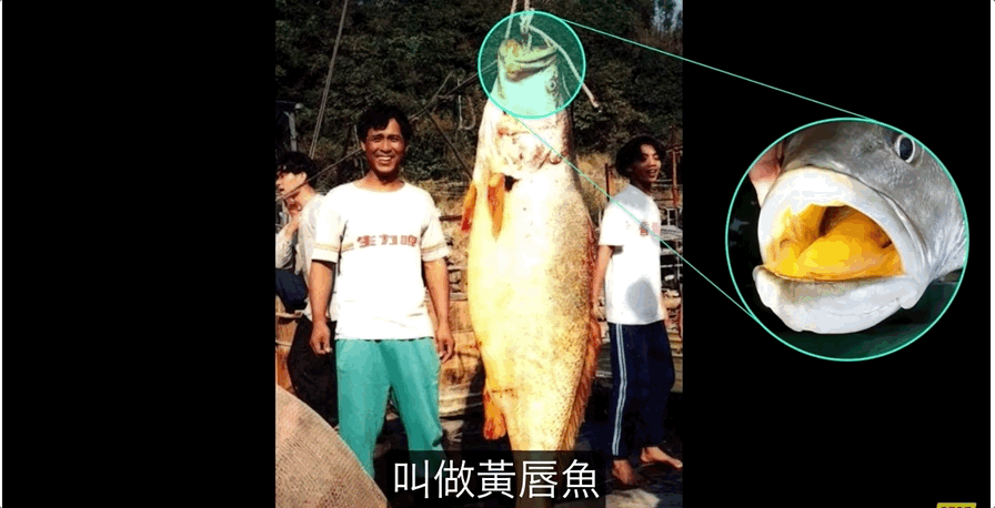 從4毛一斤到價比黃金，300萬一條，40年來，大黃魚到底經歷了什麼|自說自話的總裁
