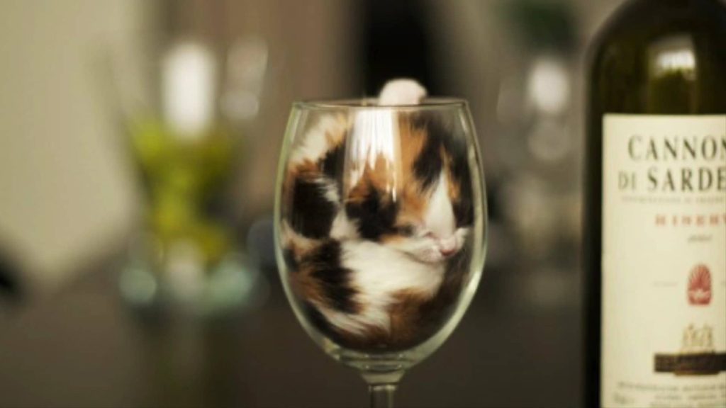 液體貓咪之謎：為什麼說貓都是液體？這竟然是一個被證明過的科學結論……|自說自話的總裁