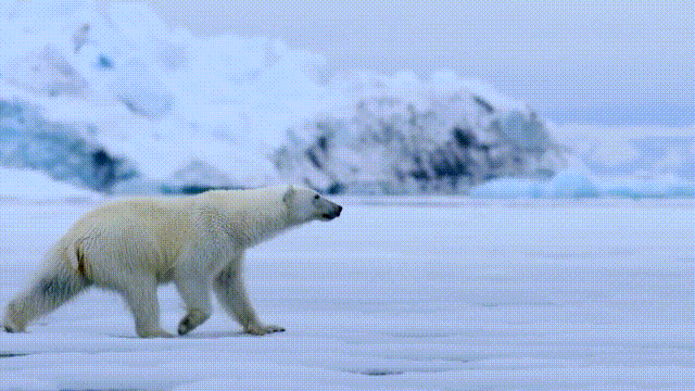 北極未知生物：15年前，一個獵人在北極獵殺了一頭未知生物，黑薩滿的傳說從此一發不可收拾……|自說自話的總裁