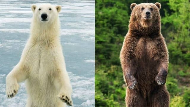 北極未知生物：15年前，一個獵人在北極獵殺了一頭未知生物，黑薩滿的傳說從此一發不可收拾……|自說自話的總裁