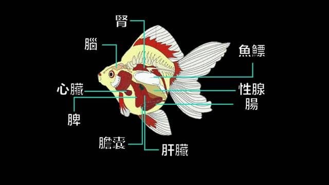 鯉魚：在美國氾濫成災，在中國活不過童年，為什麼美國人不吃鯉魚？為什麼中國人錦鯉=發財？原來我們的祖先早在1000多年前就改造過它們……|自說自話的總裁
