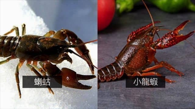 龍蝦：從小龍蝦到大花龍，我們吃的到底是什麼生物？小龍蝦能不能安心食用？龍蝦如何會成為全球美食符號？|自說自話的總裁