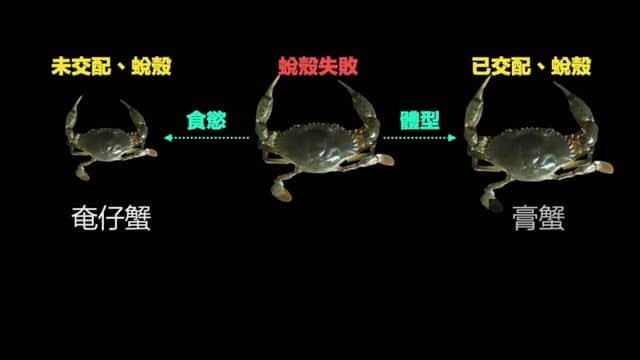 為什麼說進化的終點是螃蟹？原來，至少有5類史前蟲子進化成了螃蟹……|自說自話的總裁