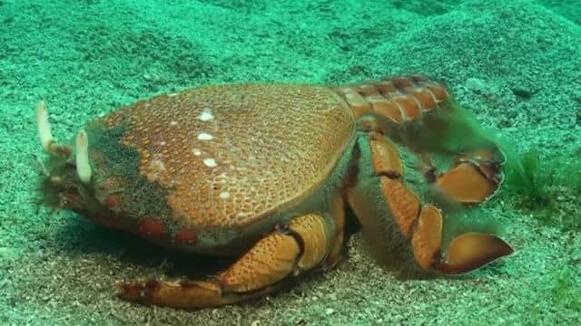 為什麼說進化的終點是螃蟹？原來，至少有5類史前蟲子進化成了螃蟹……|自說自話的總裁
