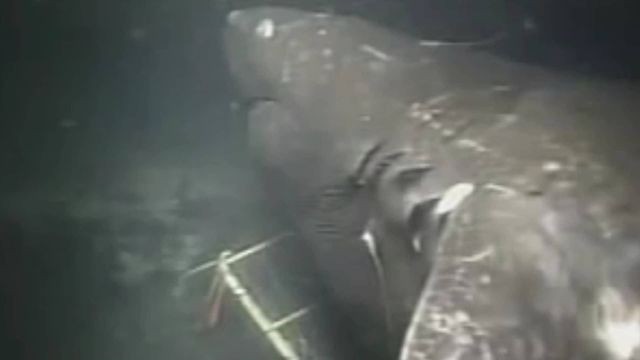 水下2300米發現未知魷魚，一步步破解懸案，我們發現了南極深海巨物的秘密……|自說自話的總裁