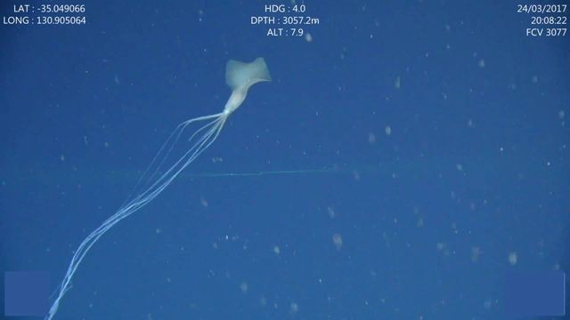 水下2300米發現未知魷魚，一步步破解懸案，我們發現了南極深海巨物的秘密……|自說自話的總裁